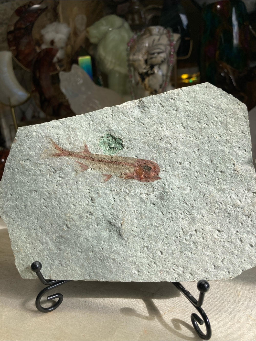 Lycoptera fish fossil